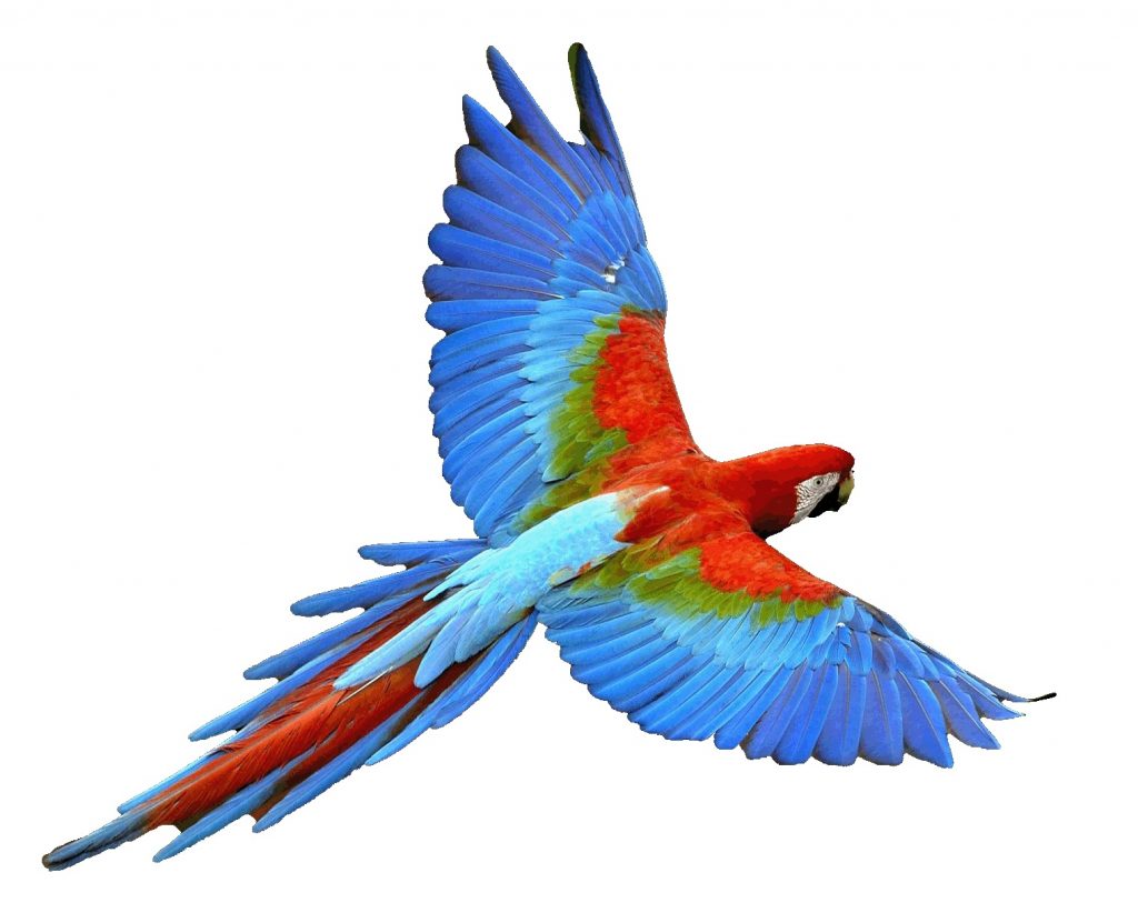 Parrot : 4 color mixer – Original