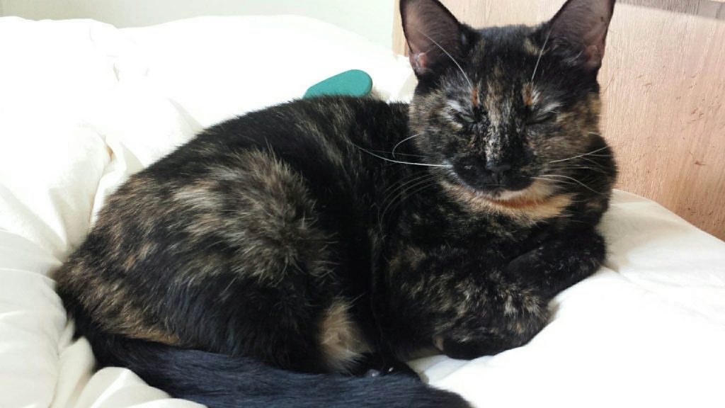Cat – Reference image