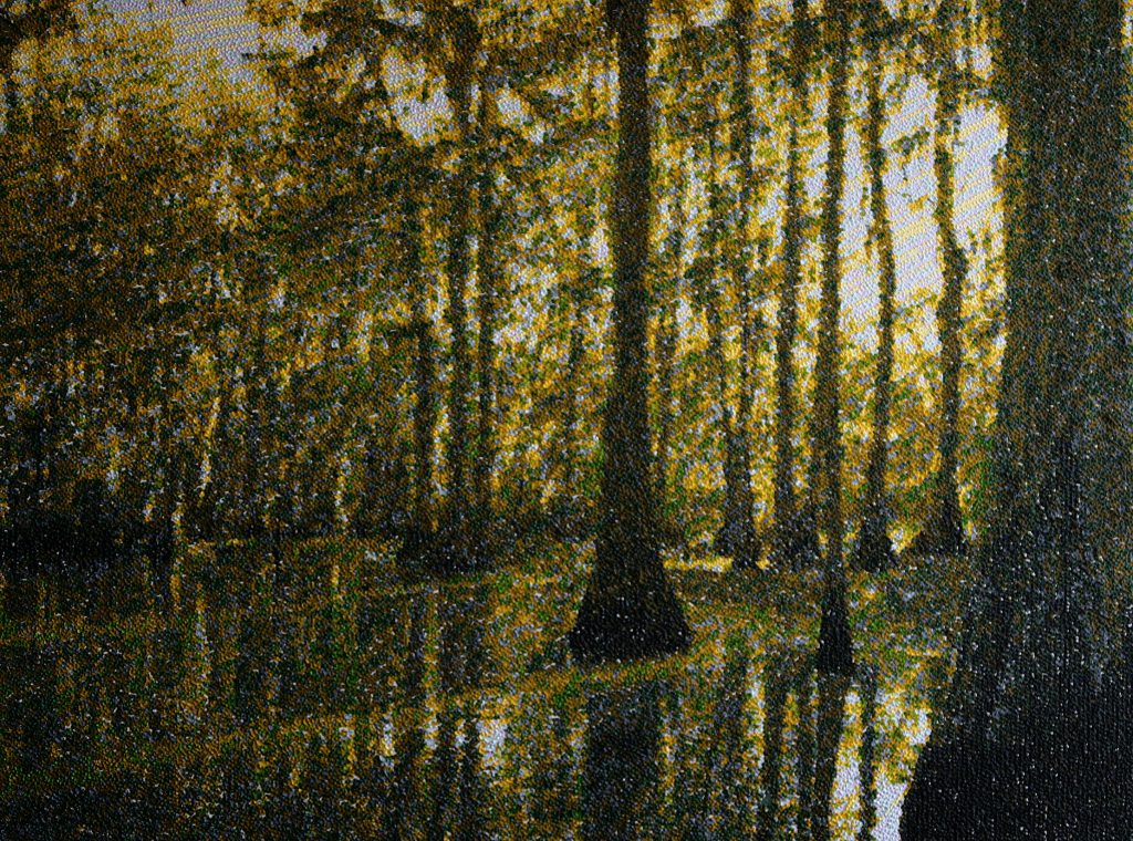 the Cathedral of Caddo Lake