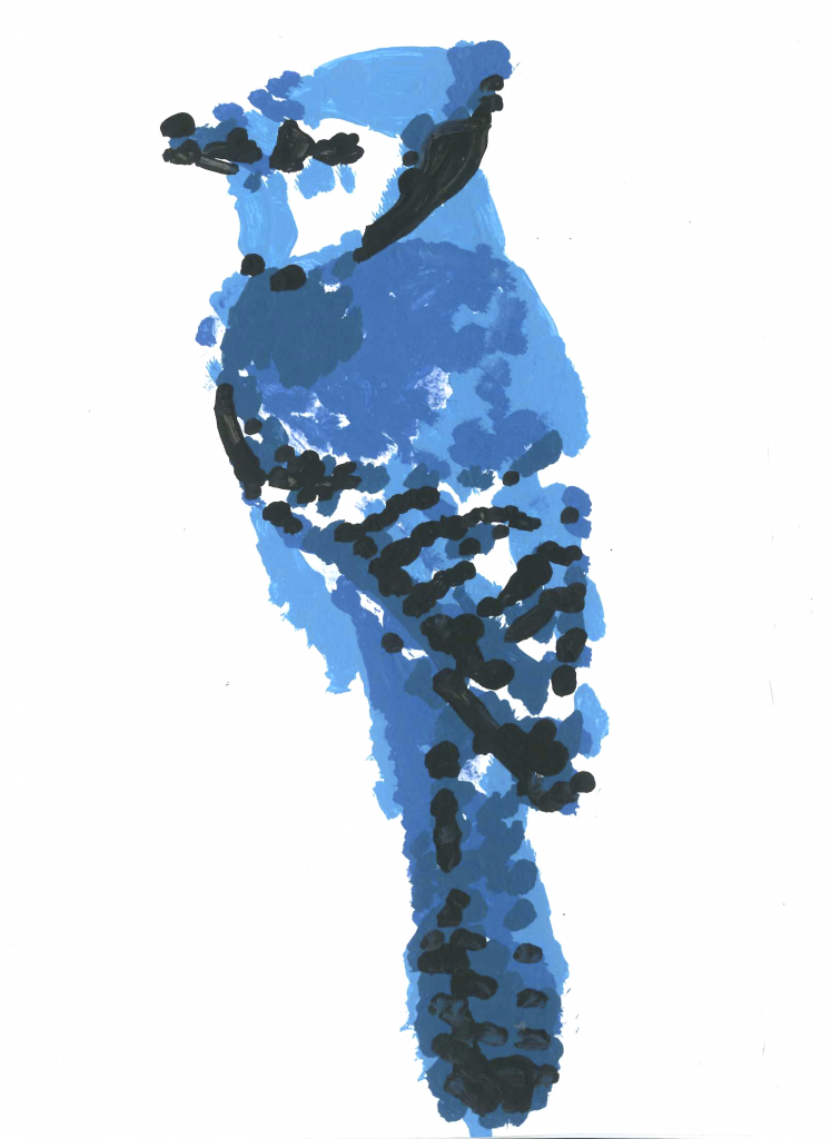 Bluejay