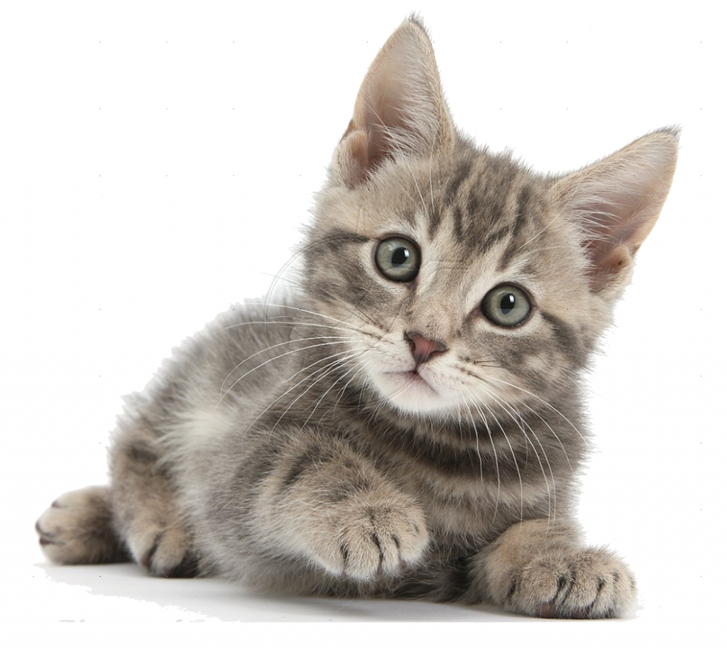 Kitty!