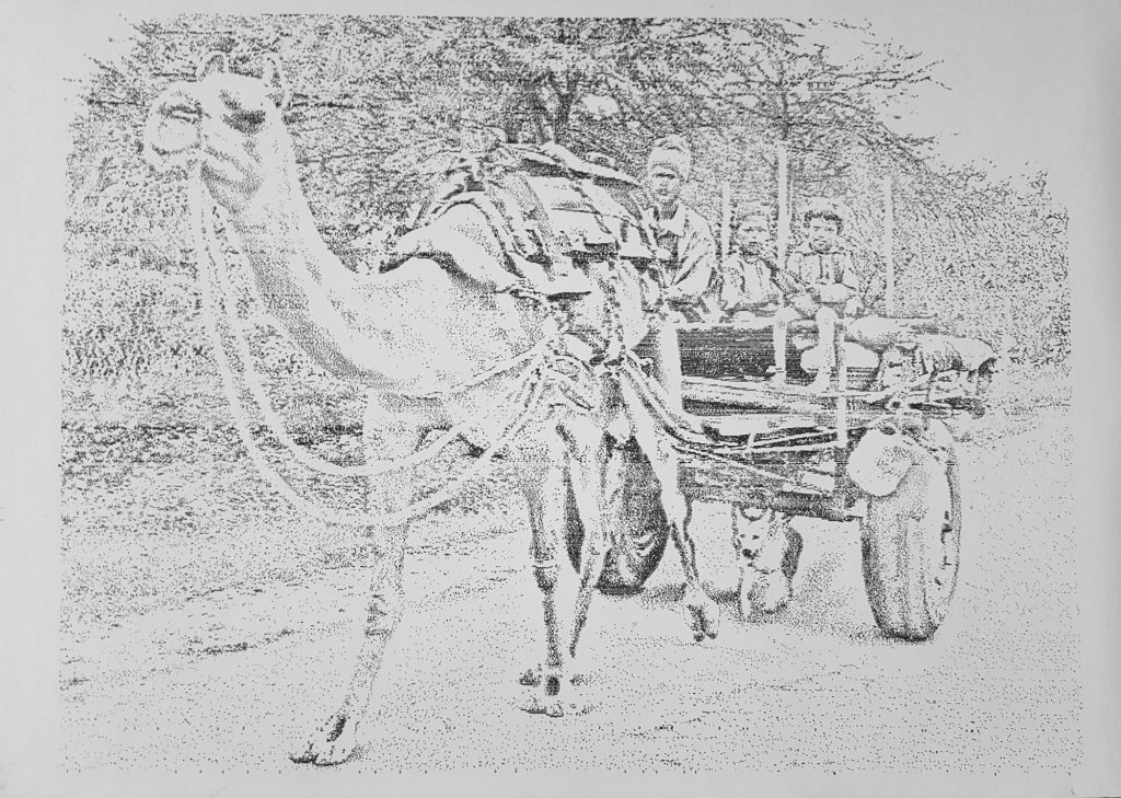 House on Camel Cart – House on Camel