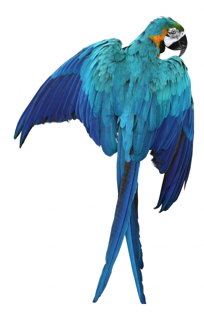 Arara