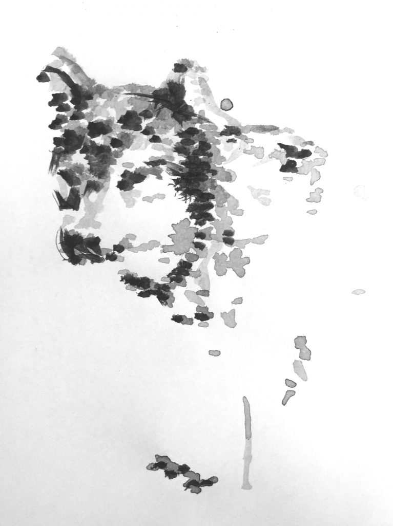 Tamaskan Dog – Tamaskan dog