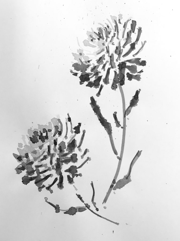Chrysanthemum – Chrysanthemum