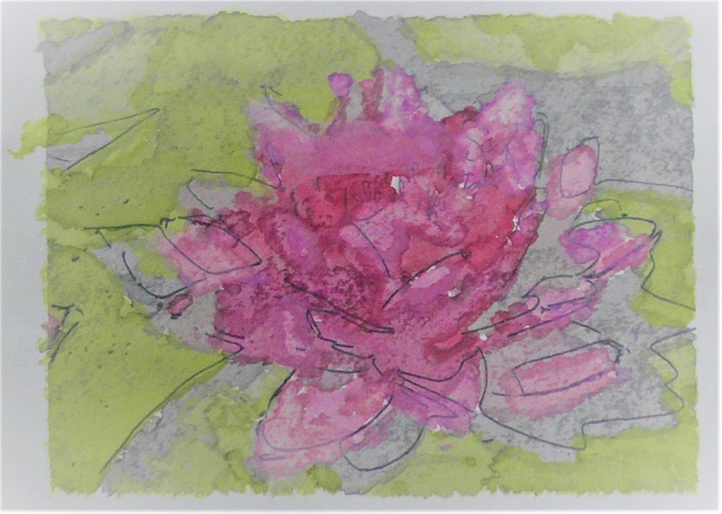 Water Lily – Water Lily