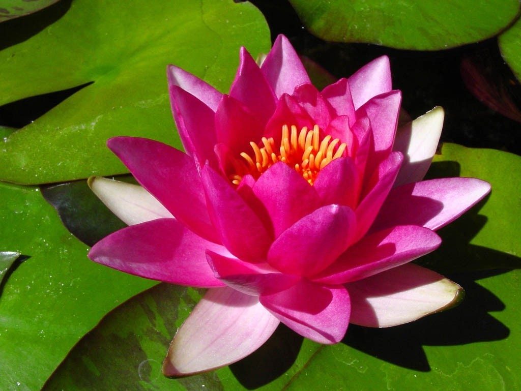 Water Lily – Water Lily