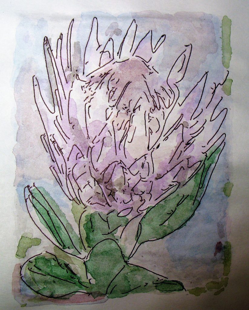 King Protea – King Protea